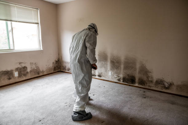 Best Residential Mold Removal  in Eldora, IA